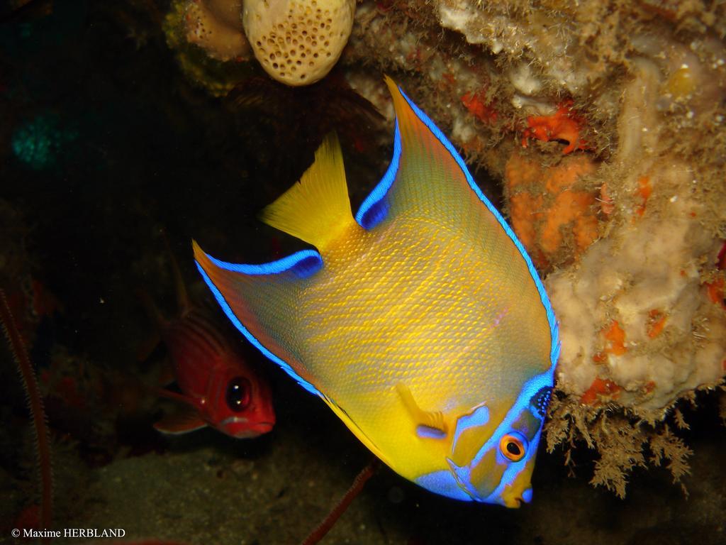 Carribbean Madicreole Au Carbet Villa Le Carbet Bagian luar foto
