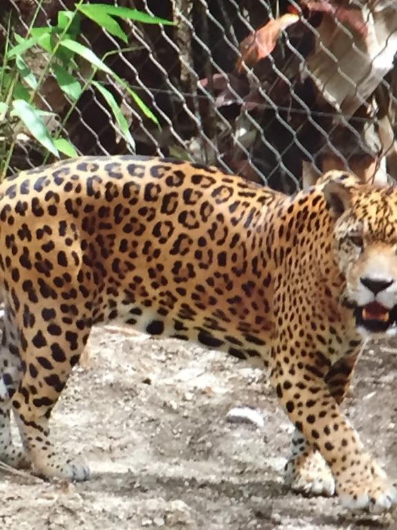 Carribbean Madicreole Au Carbet Villa Le Carbet Bagian luar foto