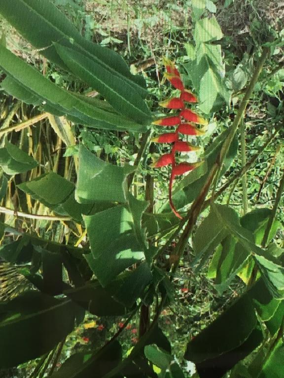 Carribbean Madicreole Au Carbet Villa Le Carbet Bagian luar foto